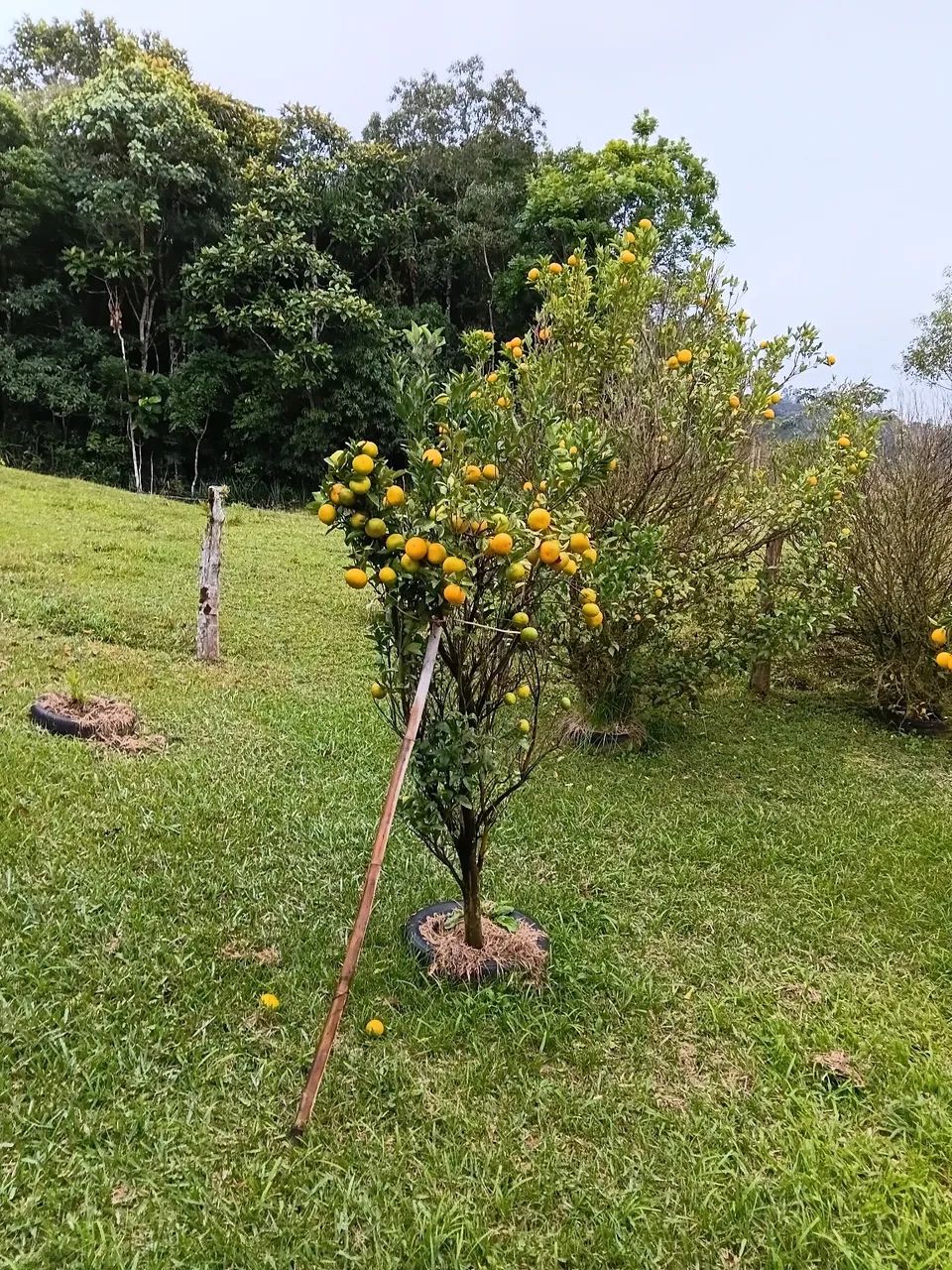 Vendo Sítio com escritura pública no Rio Miguel/Águas Mornas - Foto 4