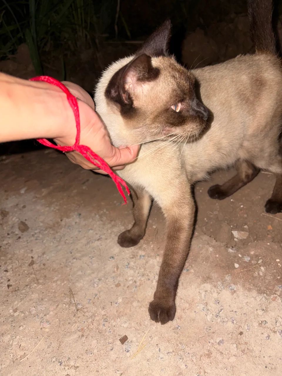 Gatinha abandonada 