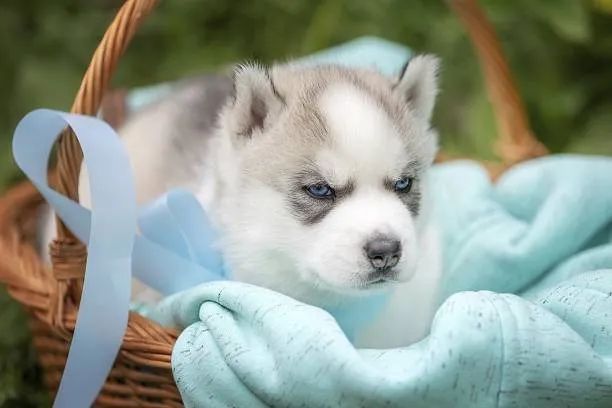 Lindo Husky Disponível ?