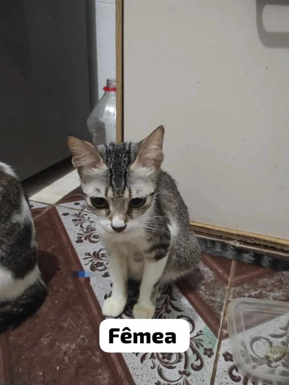 Gato - Foto 2