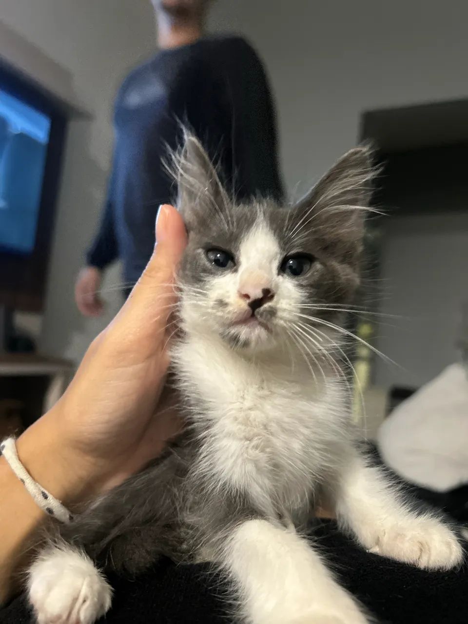 Adoção responsável 