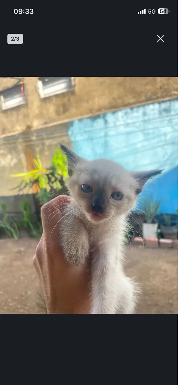 3 gatinhos machos  - Foto 3