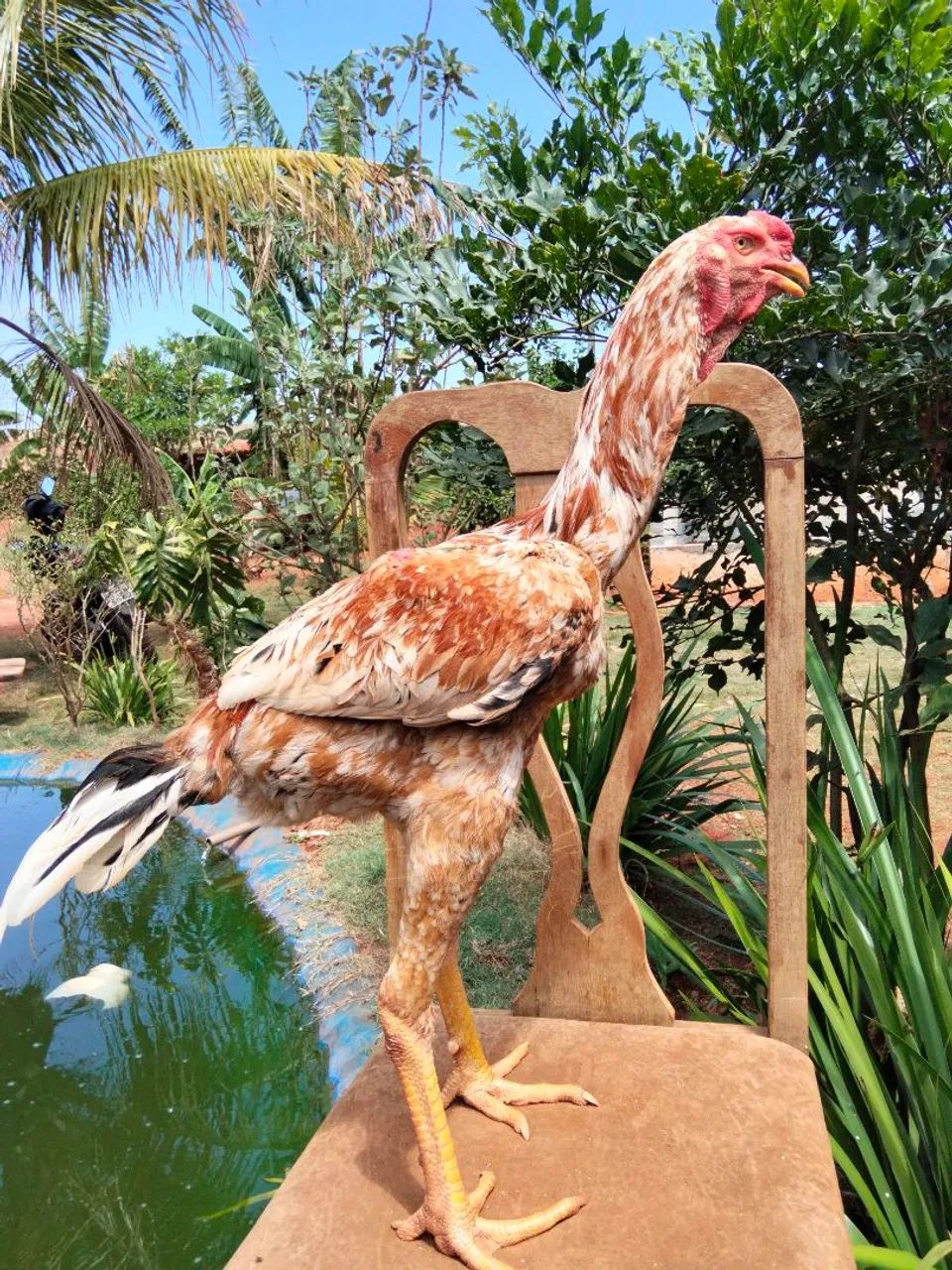 Frango índio gigante  - Foto 2