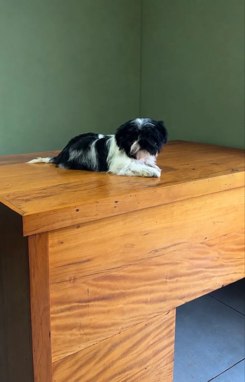 Shihtzu Machinho Mini 