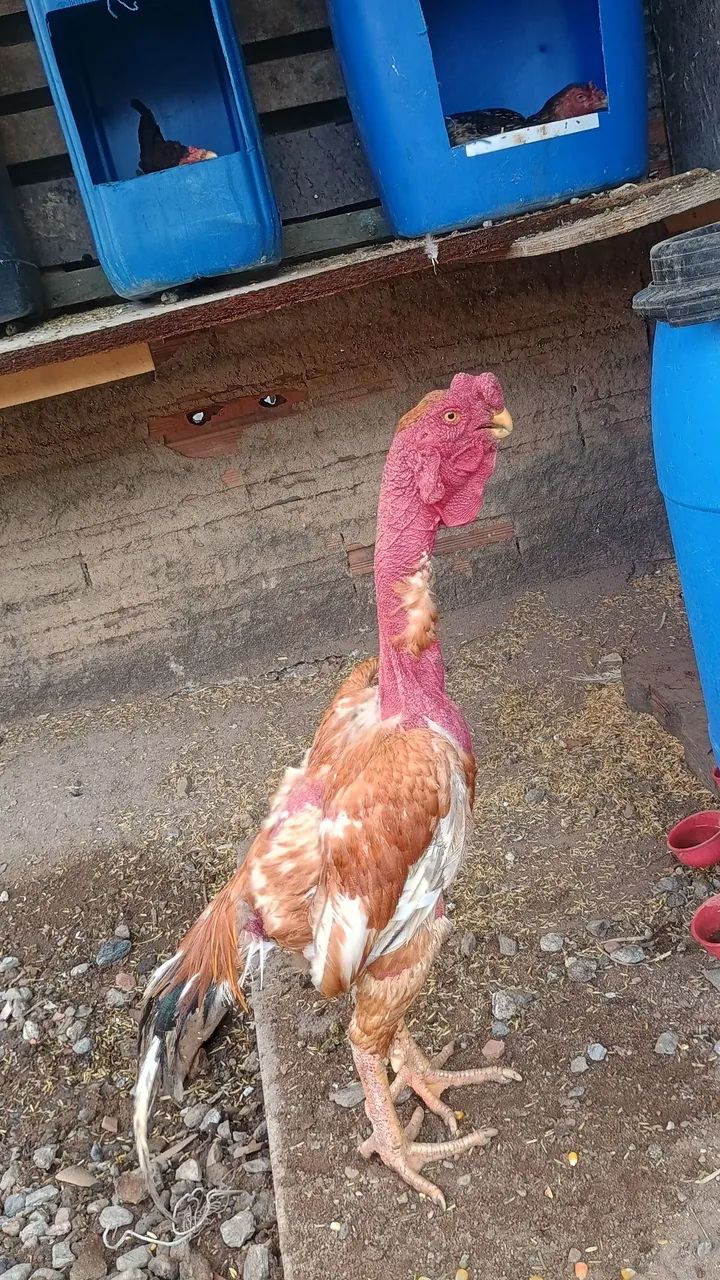 Frango asel bico curto  - Foto 4