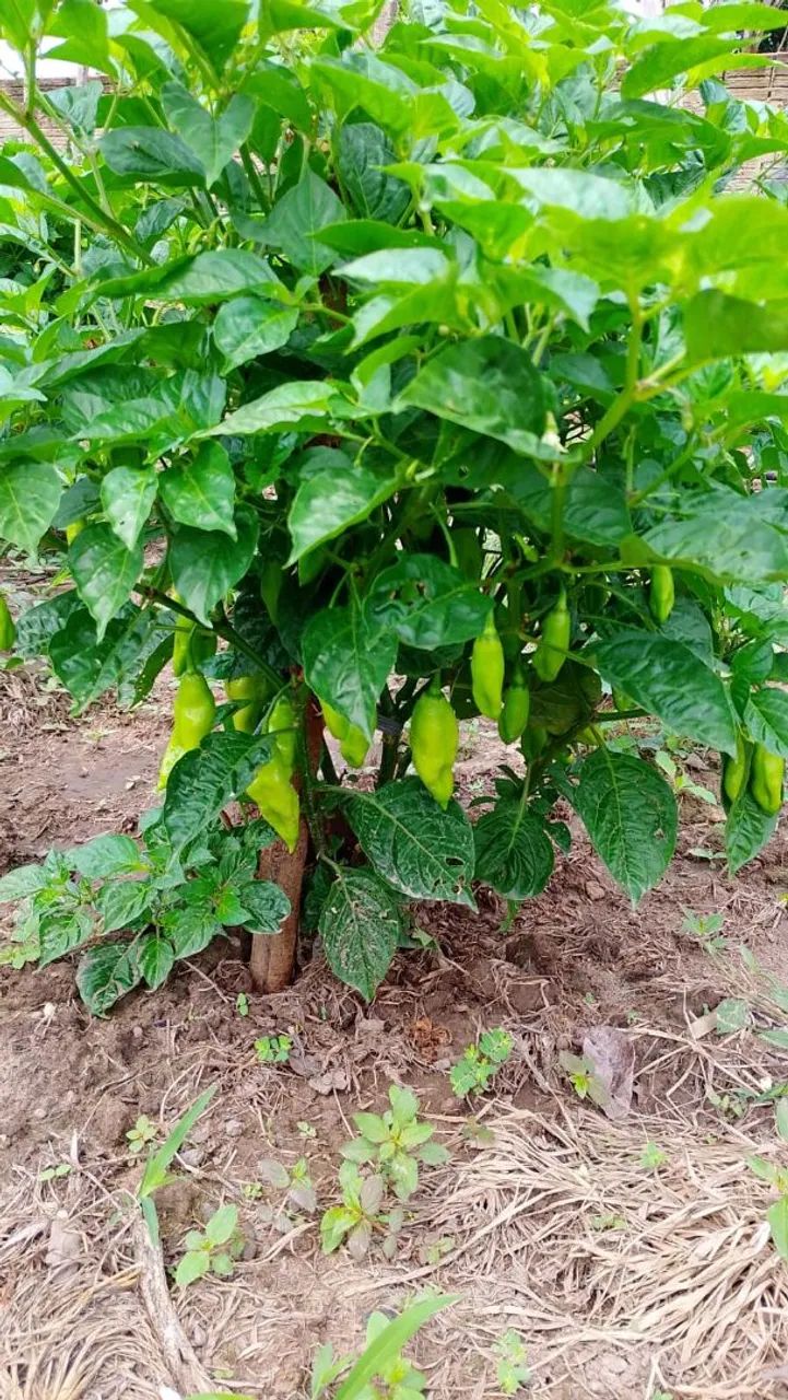 Pimenta de Cheiro