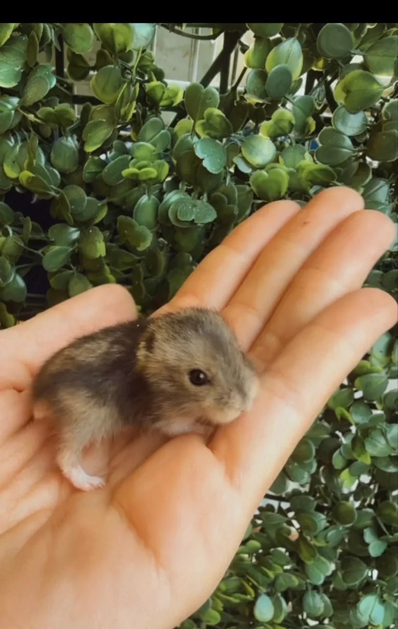 Filhotes hamster  - Foto 5