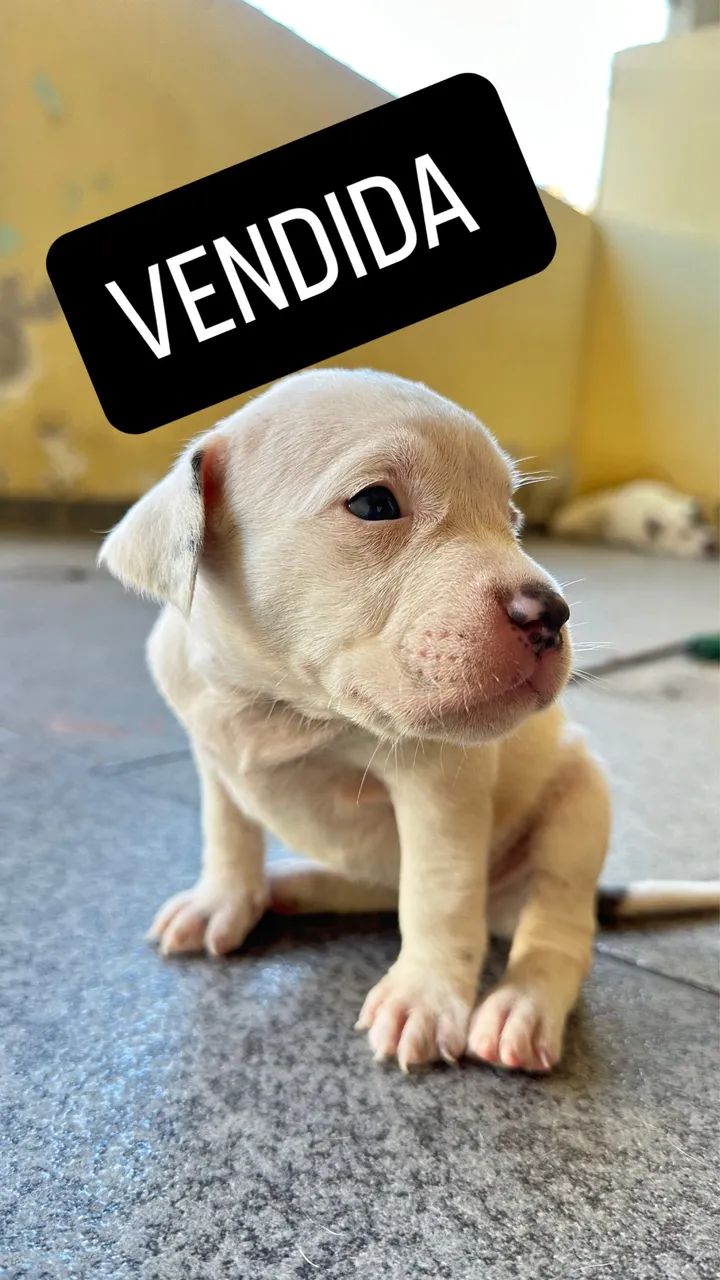 Filhotes American Bully Micro/Pocket - Foto 3