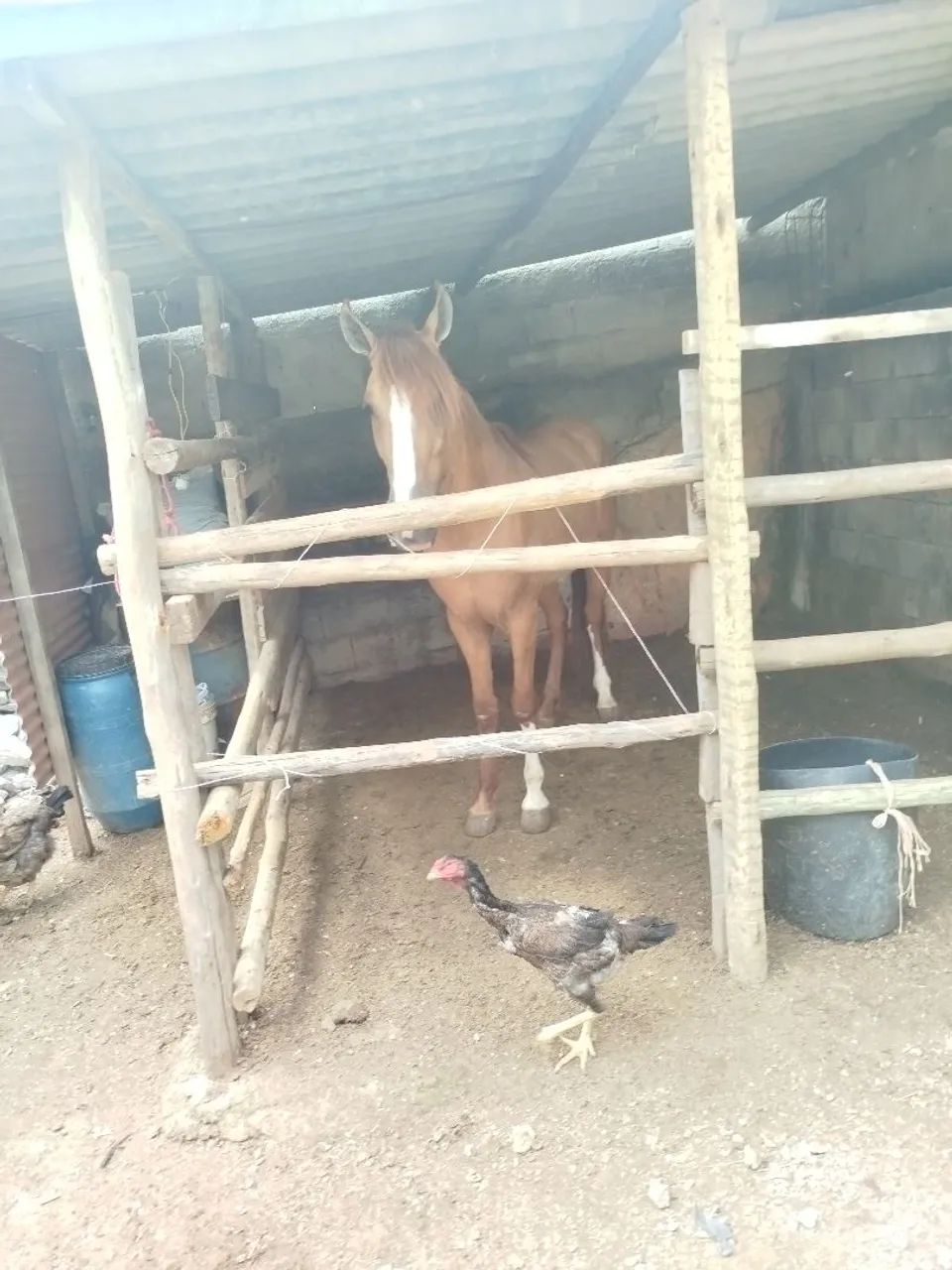 Vendo este lindo cavalo  - Foto 6