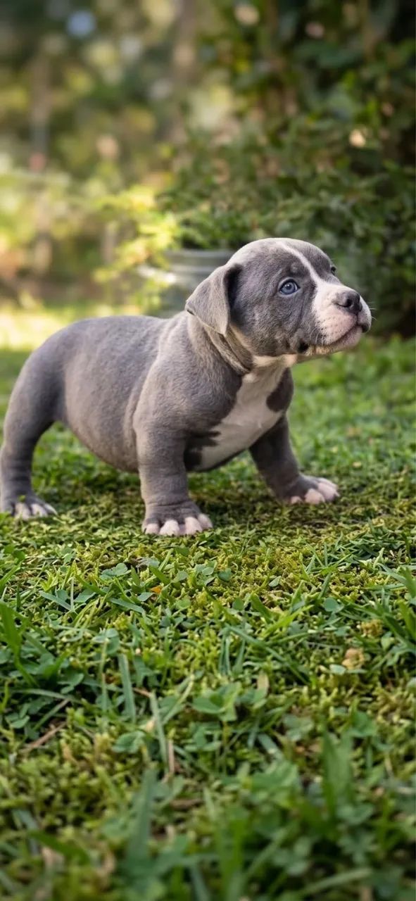 American bully a partir de 1999 - Foto 3