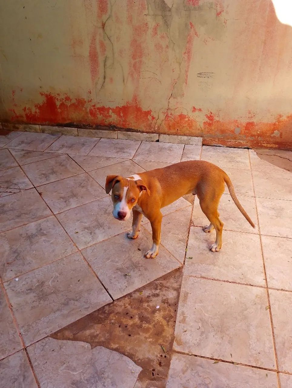 Vendo Pitbull de 6 meses  - Foto 2