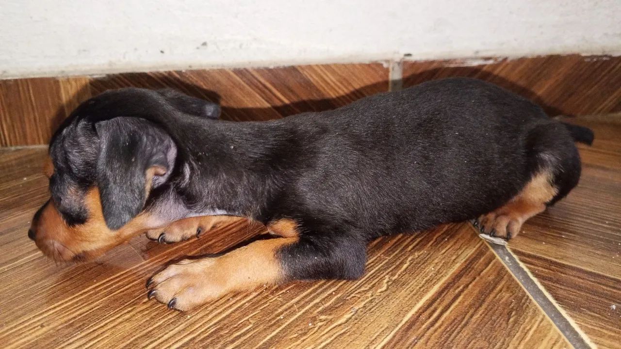 Cachorro pinscher 2 - Foto 3