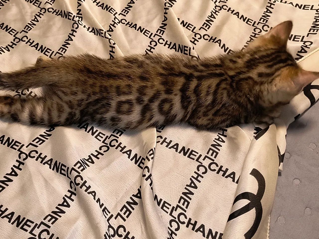 Gato bengal com PEDIGREE 