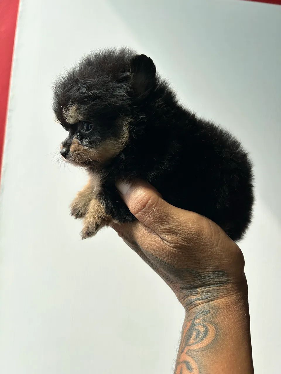 Pomerania  - Foto 2