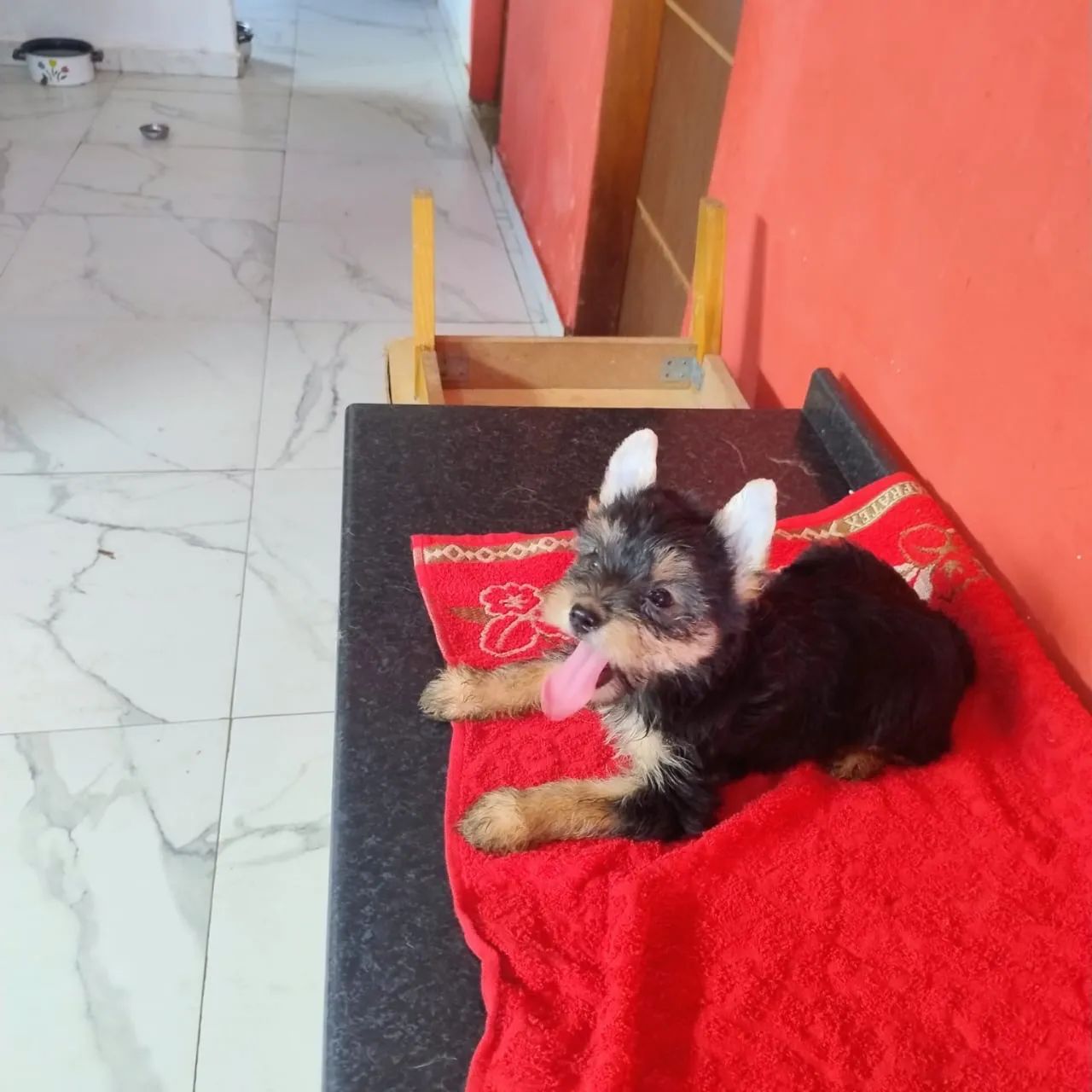 Yorkshire Terrier - Foto 2