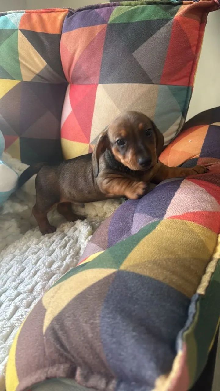 Promoção ultimos Basset dachshund salsichinha machinhos aceito cartão  - Foto 2