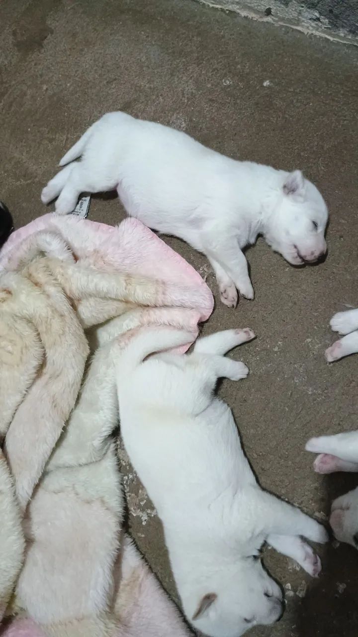 Husky siberiano - Foto 2