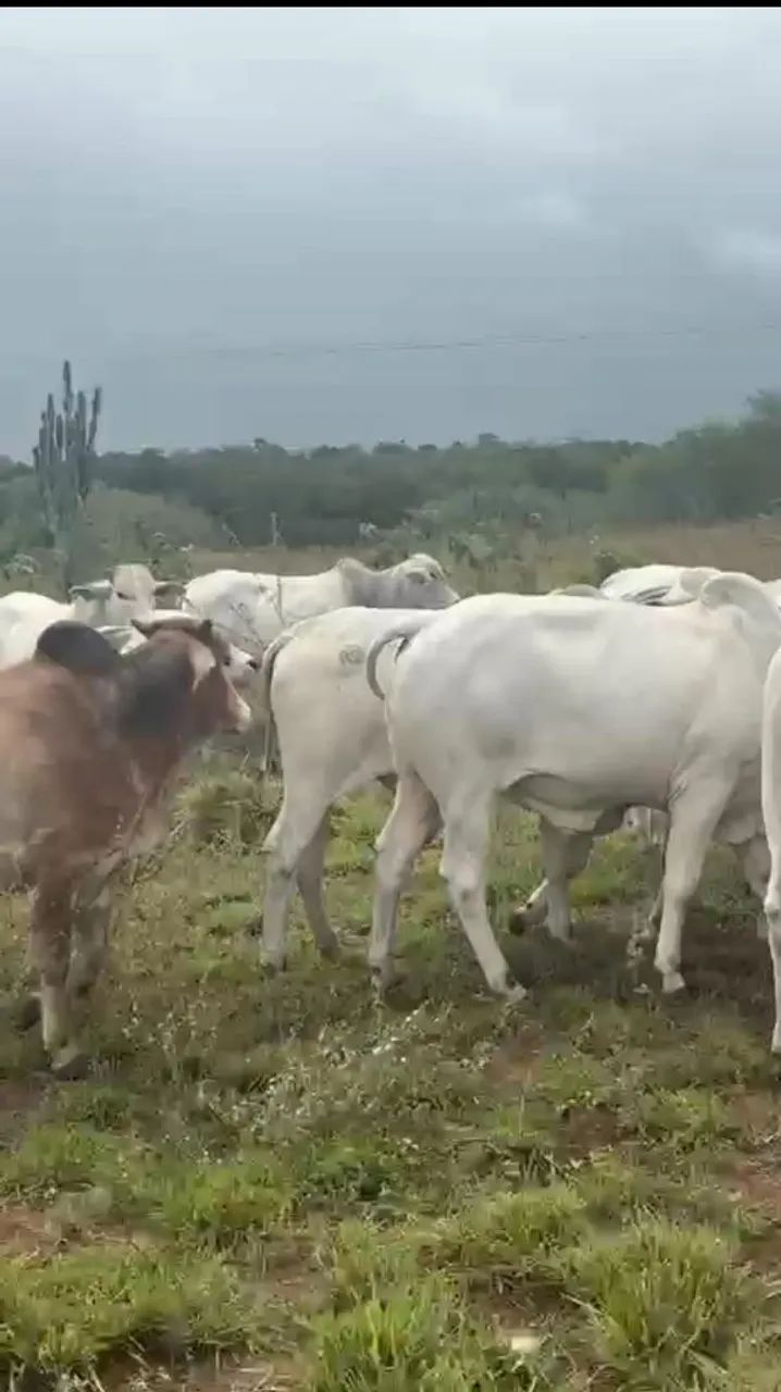 VENDO 70 tarefas de terra há 16KM  de feira de Santana  BA!