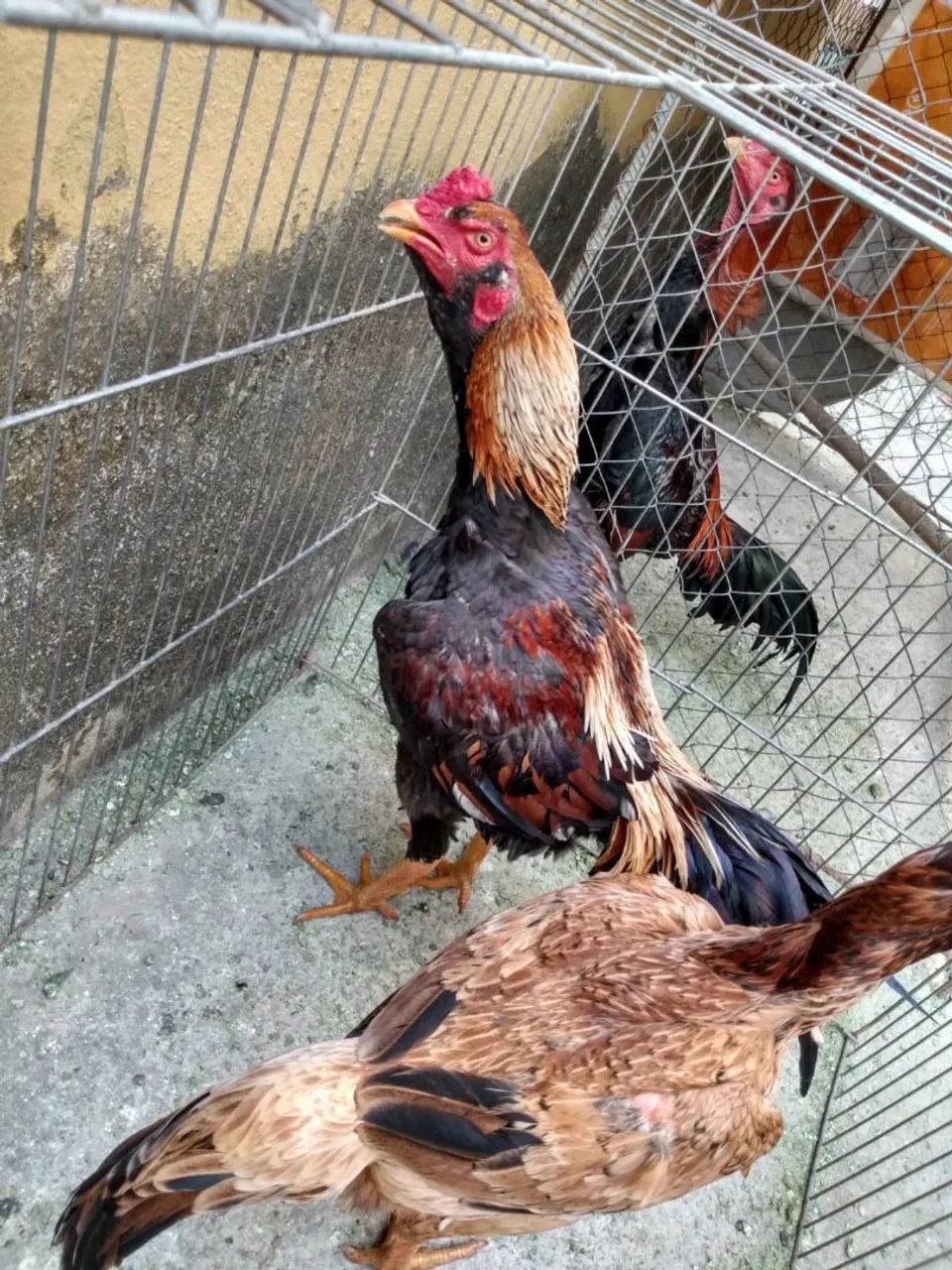 Galos de Raça  - Foto 2