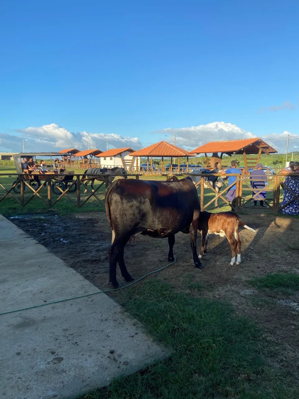 Fazenda Real 2 - Repasse 