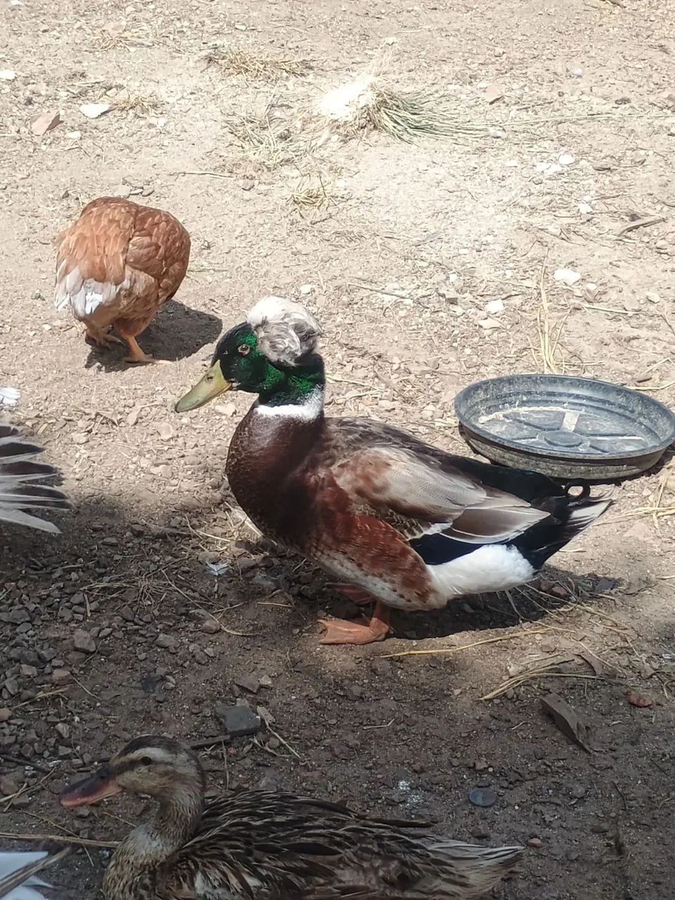 Patos e Marrecos - Foto 4