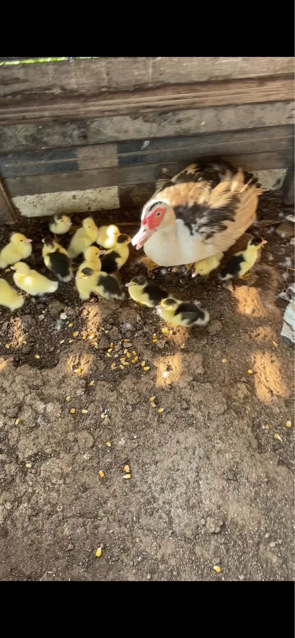 Patos  - Foto 2