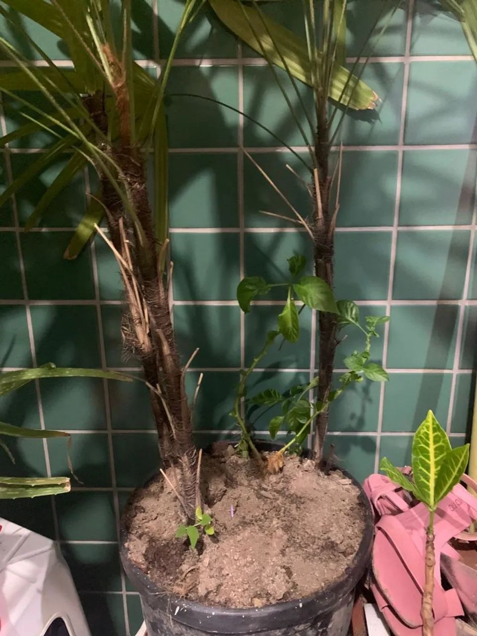 Planta - Foto 2