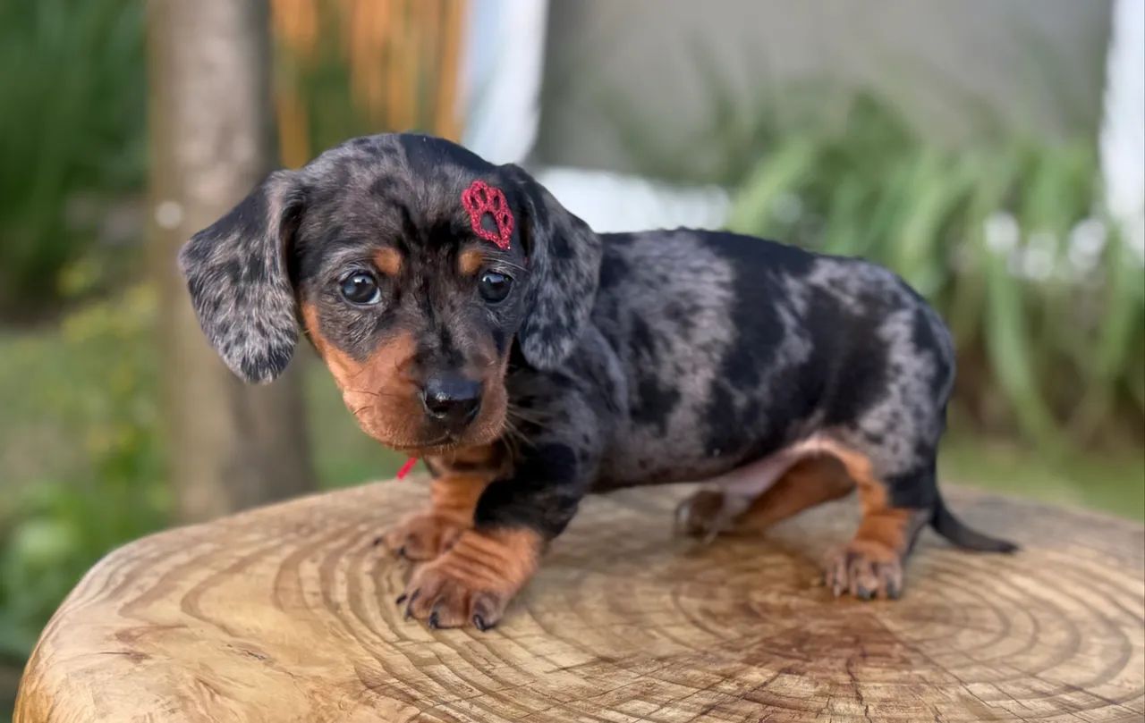Dachshund Arlequim Prata