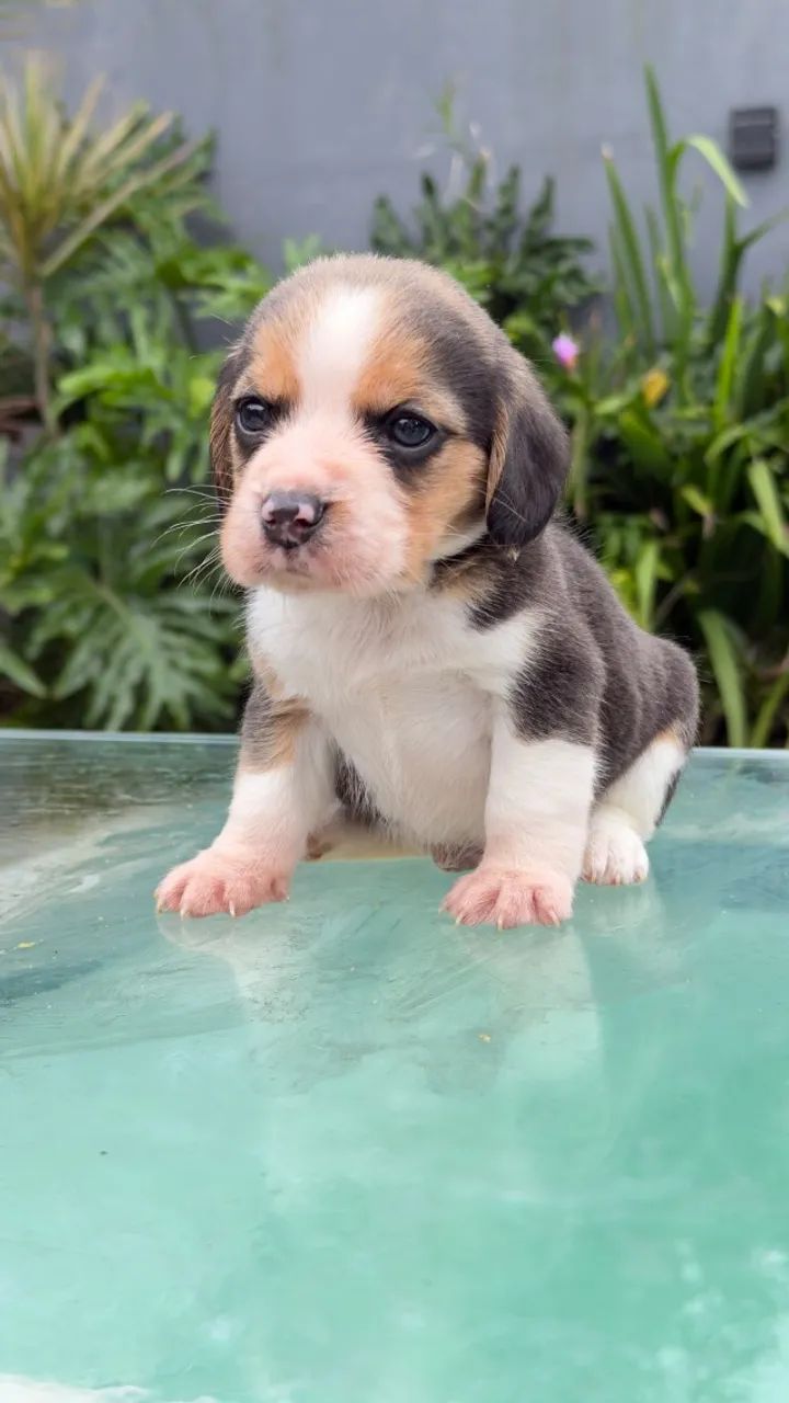 Beagle lindíssimo