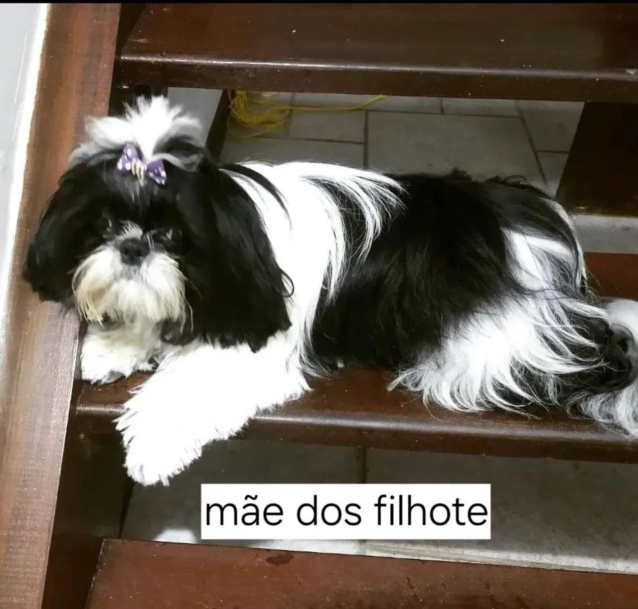 SHITZU DISPONÍVEIS  - Foto 2