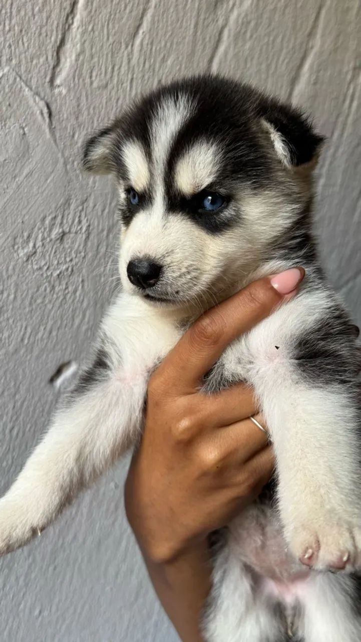 Husky siberiano  - Foto 4