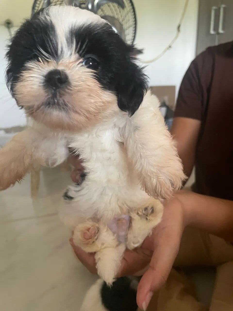 Filhotes de Shih Tzu - Foto 5