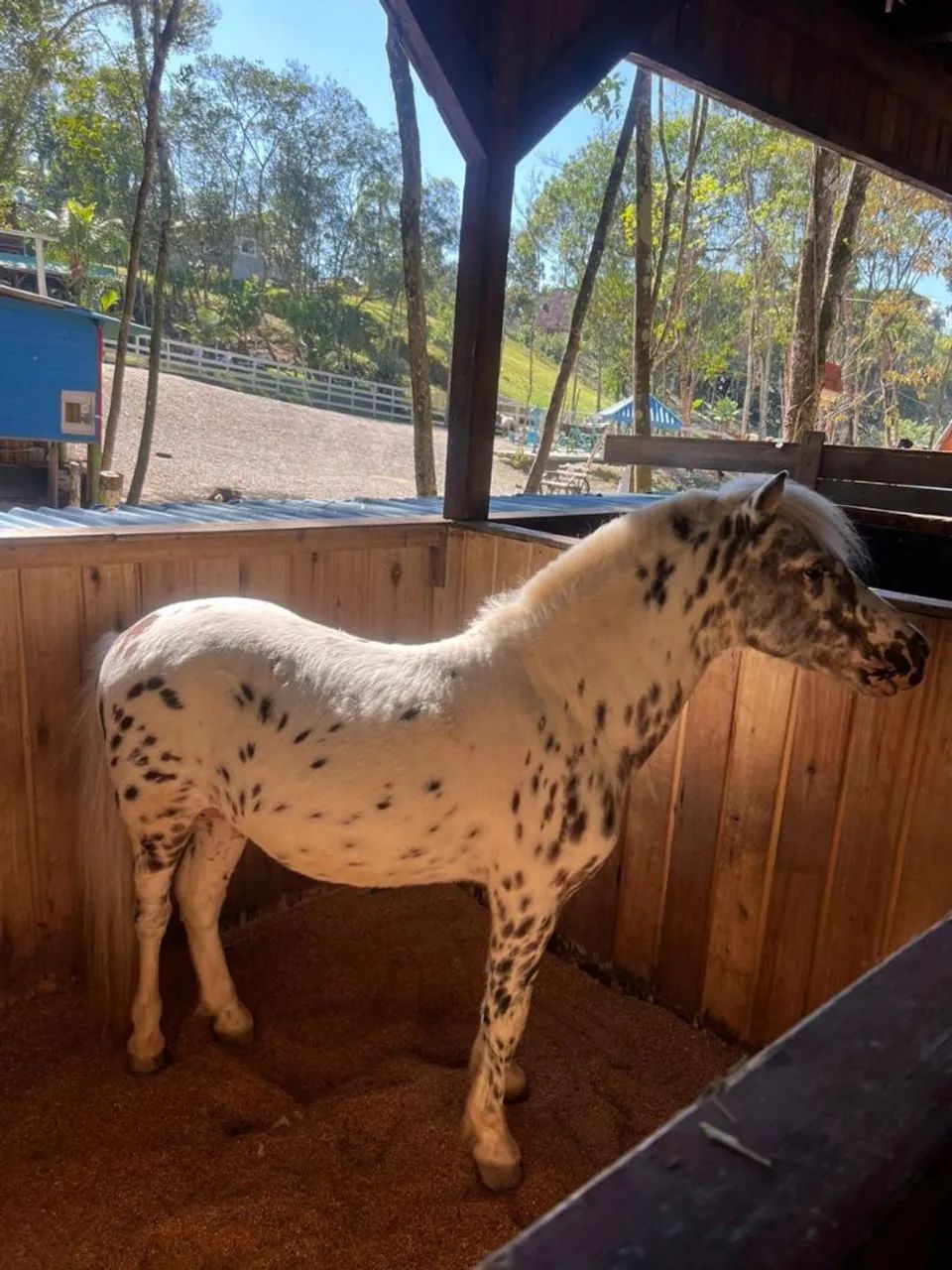 Vendo Pônei Garanhao 
