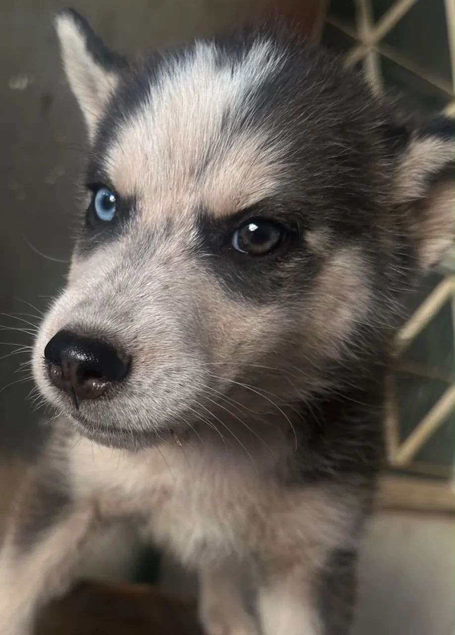 Husky siberiano  - Foto 3