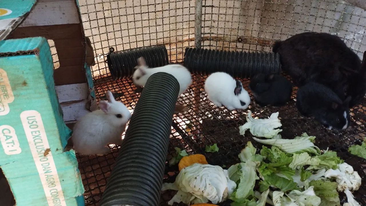 Coelho mini filhotes  - Foto 3