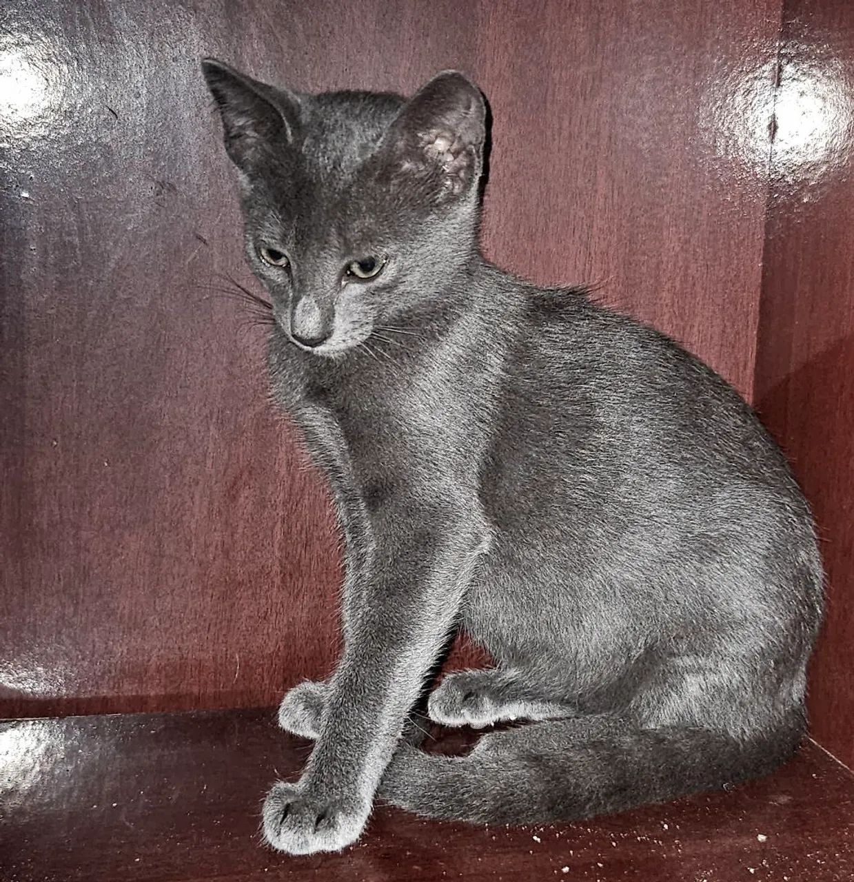 Gatinho Para Adoção Responsável 