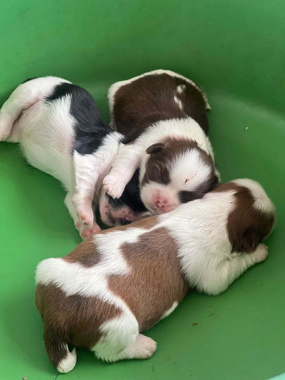 Shih tzu - Foto 2