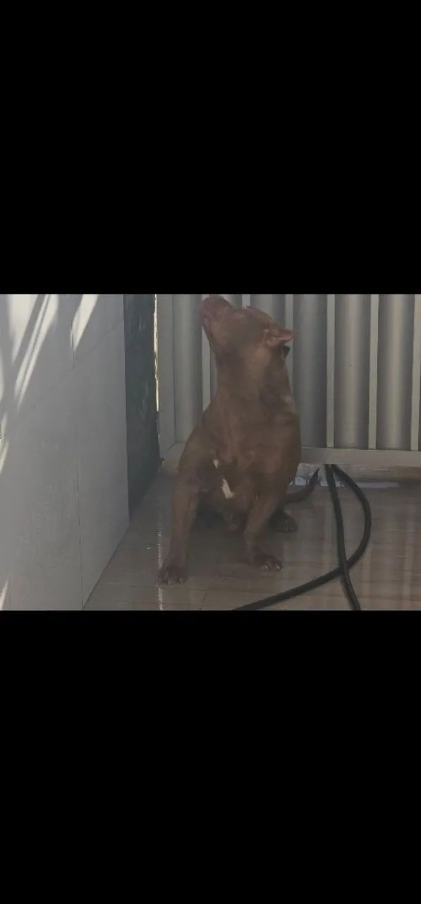 Pitmonster  - Foto 2