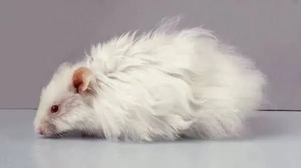 Hamster sírio ou angorá 20$ - Foto 3