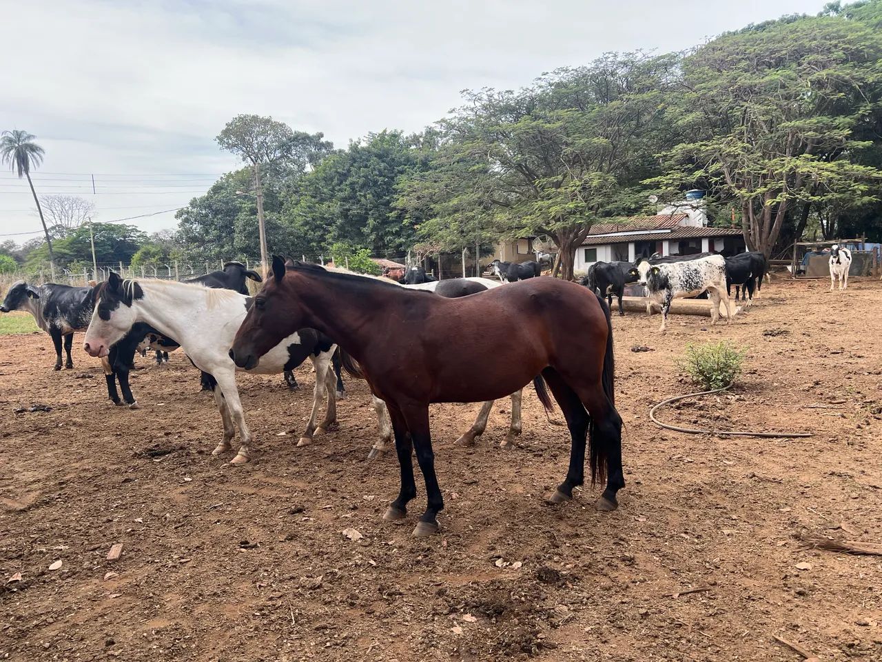 Égua castanha  - Foto 2