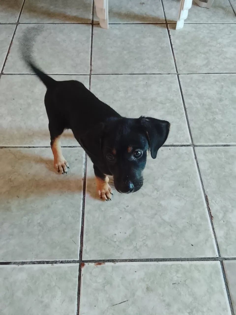 Cachorro Pastor Alemão Mestiço  - Foto 3