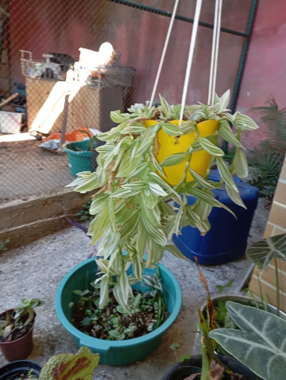 Sementes e plantas  - Foto 5