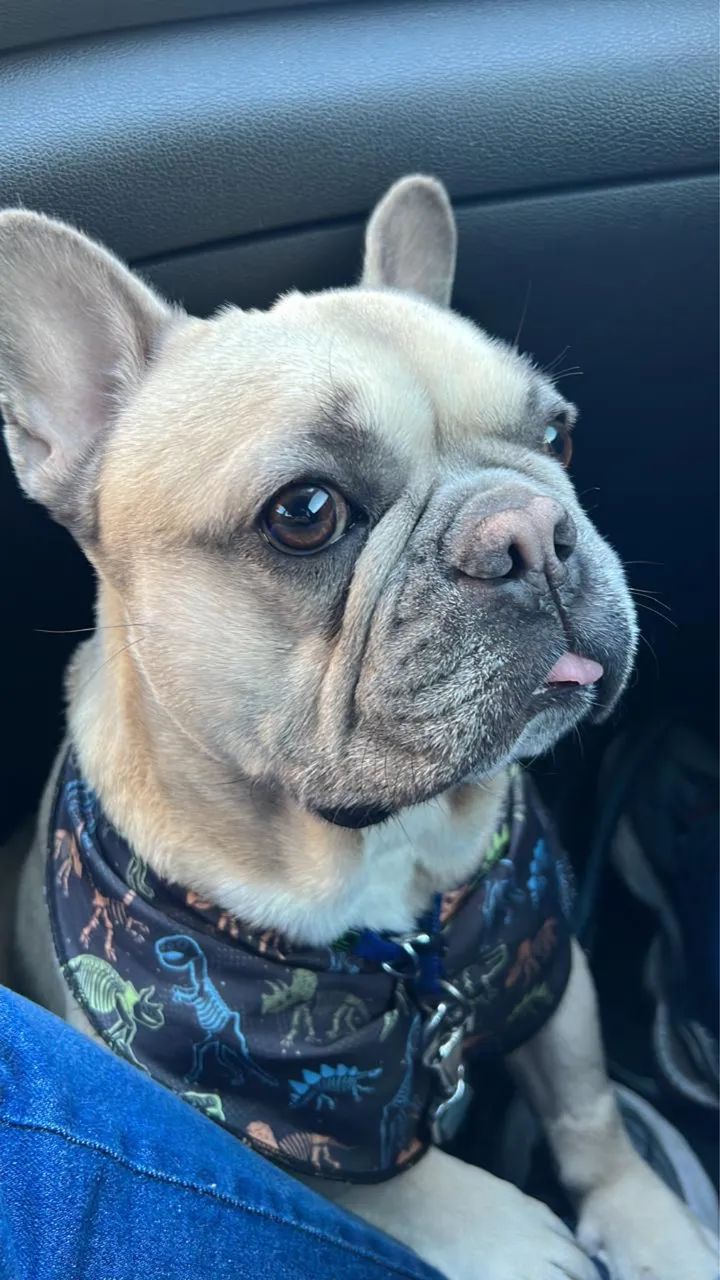 Doa se pug 