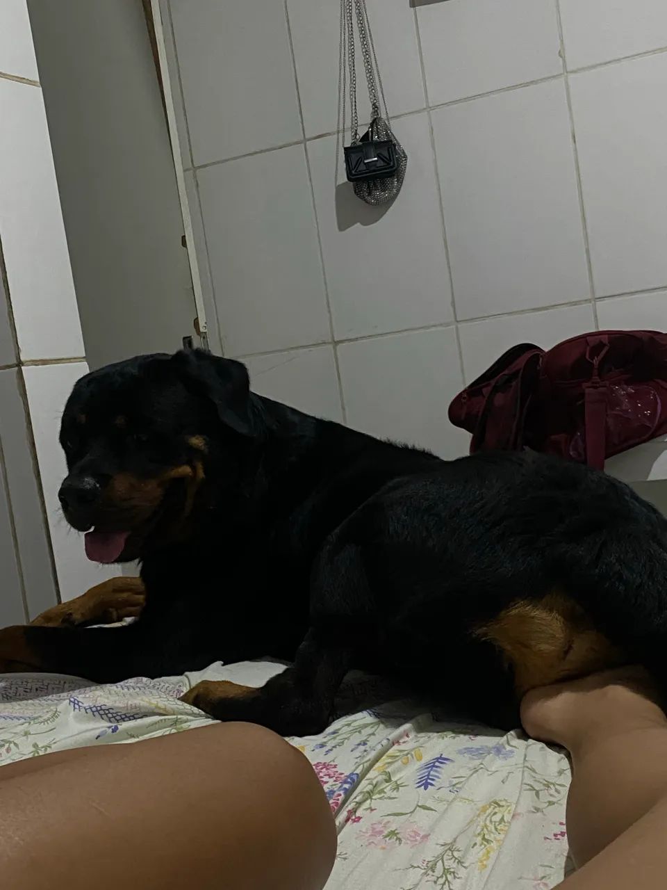 ROTTWEILER 3 ANOS - Foto 4
