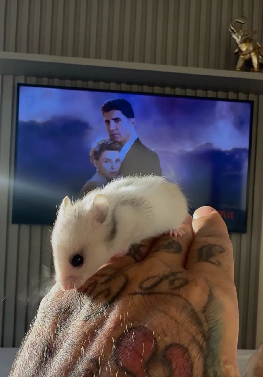 HAMSTER  - Foto 5