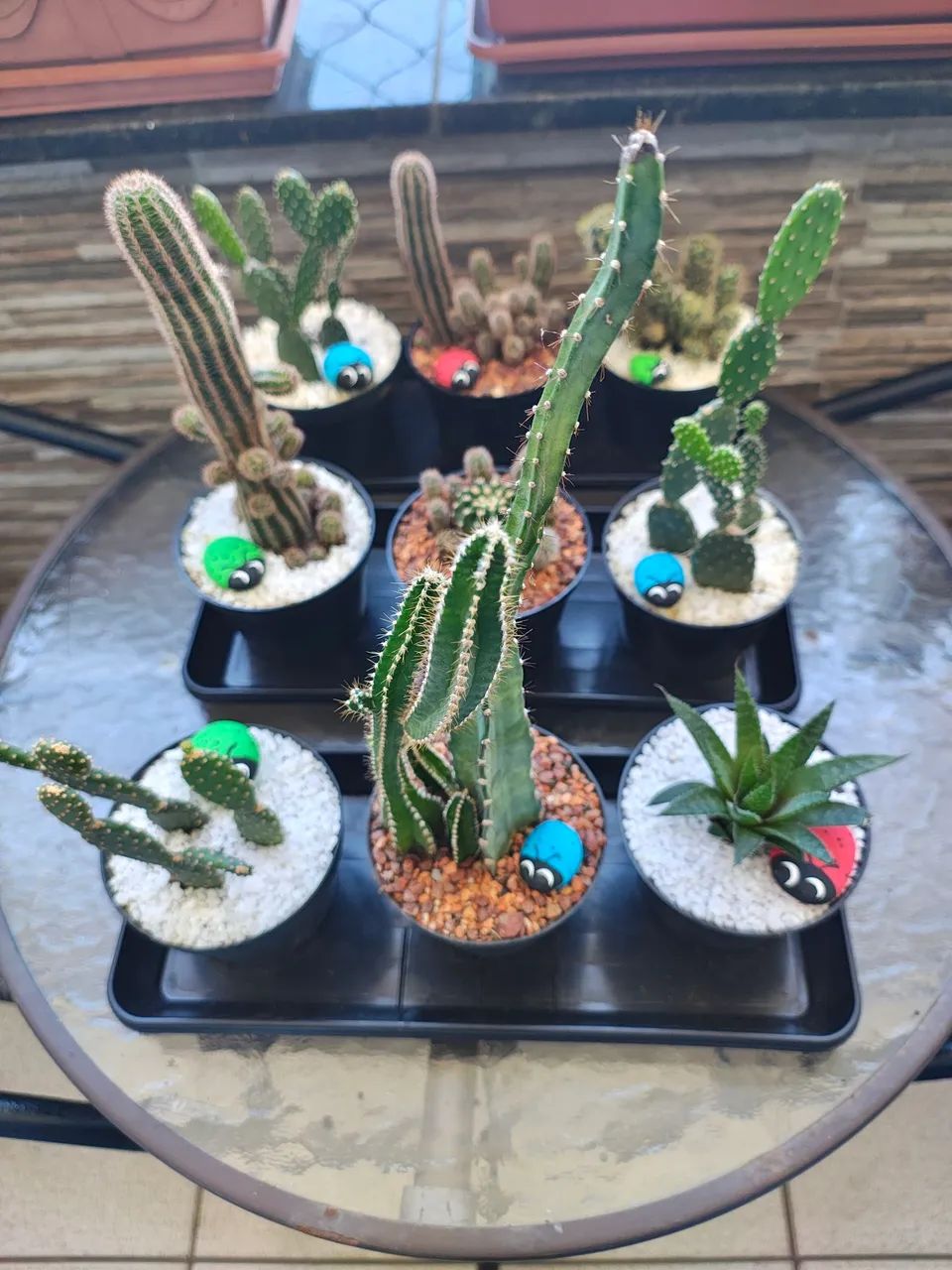 Cactos ?diversos  - Foto 2