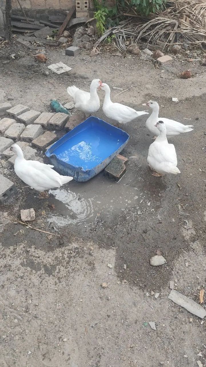 Vende-se patos