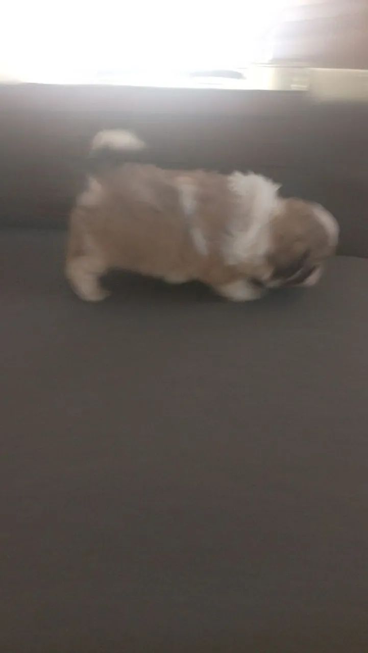 Cachorro macho Shitzu  - Foto 2