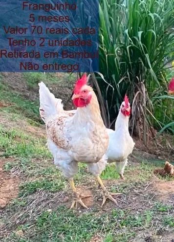 Franguinho 
