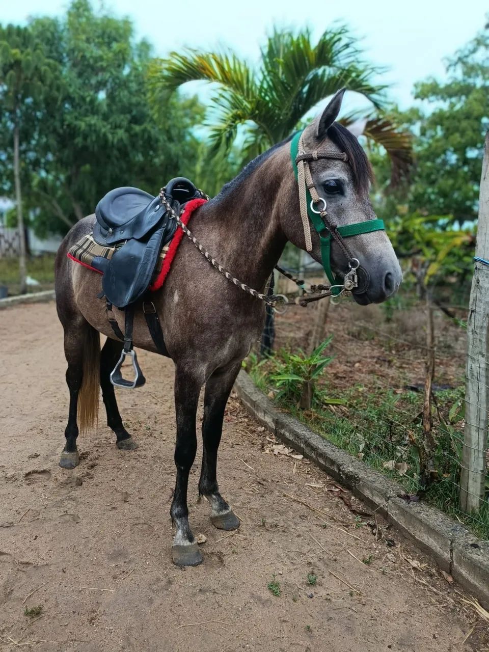 Potro manso de sela  Picado legítimo e de origem